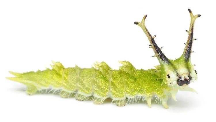 a picture of a rlly rlly cute caterpillar