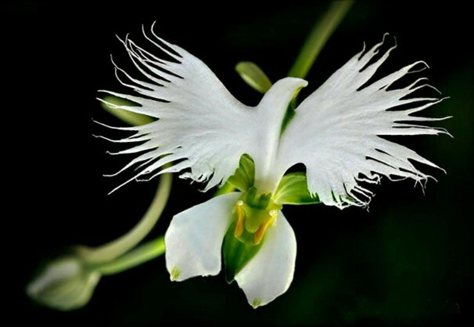 a picture of a peace lily